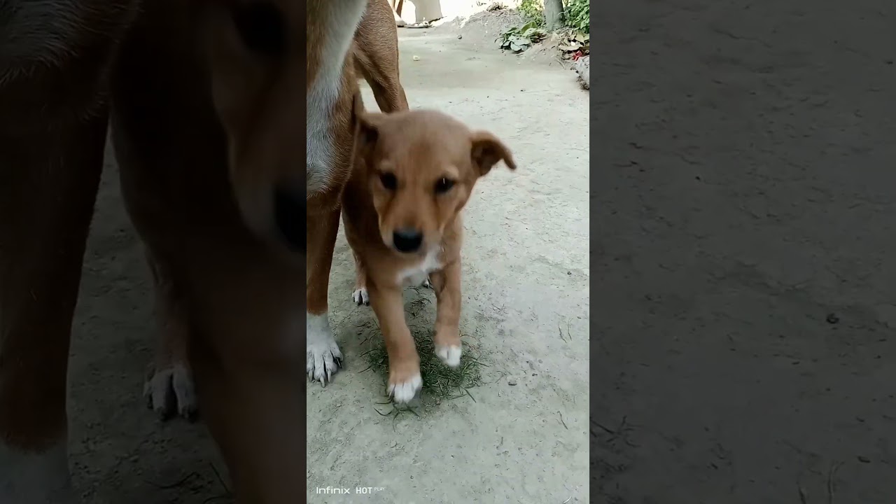 cute puppies pure love mother 