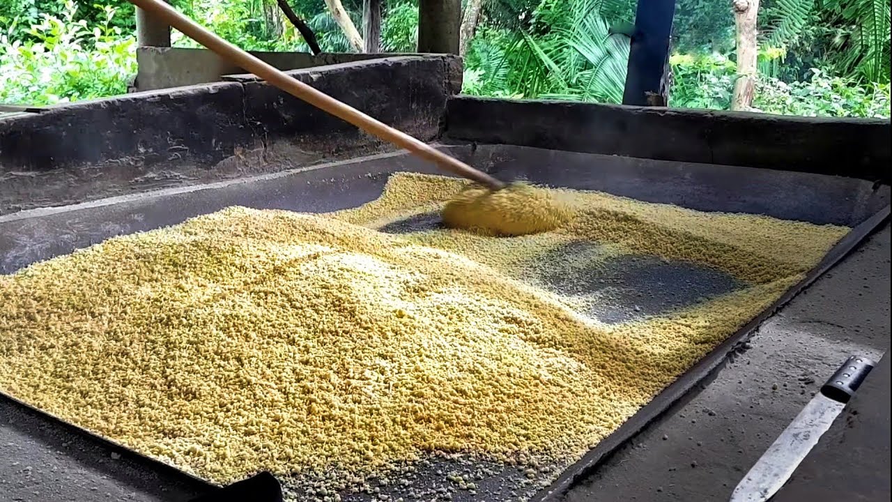 Fazendo farinha de mandioca a famosa farinha d'água ou farinha de puba(processo completo)