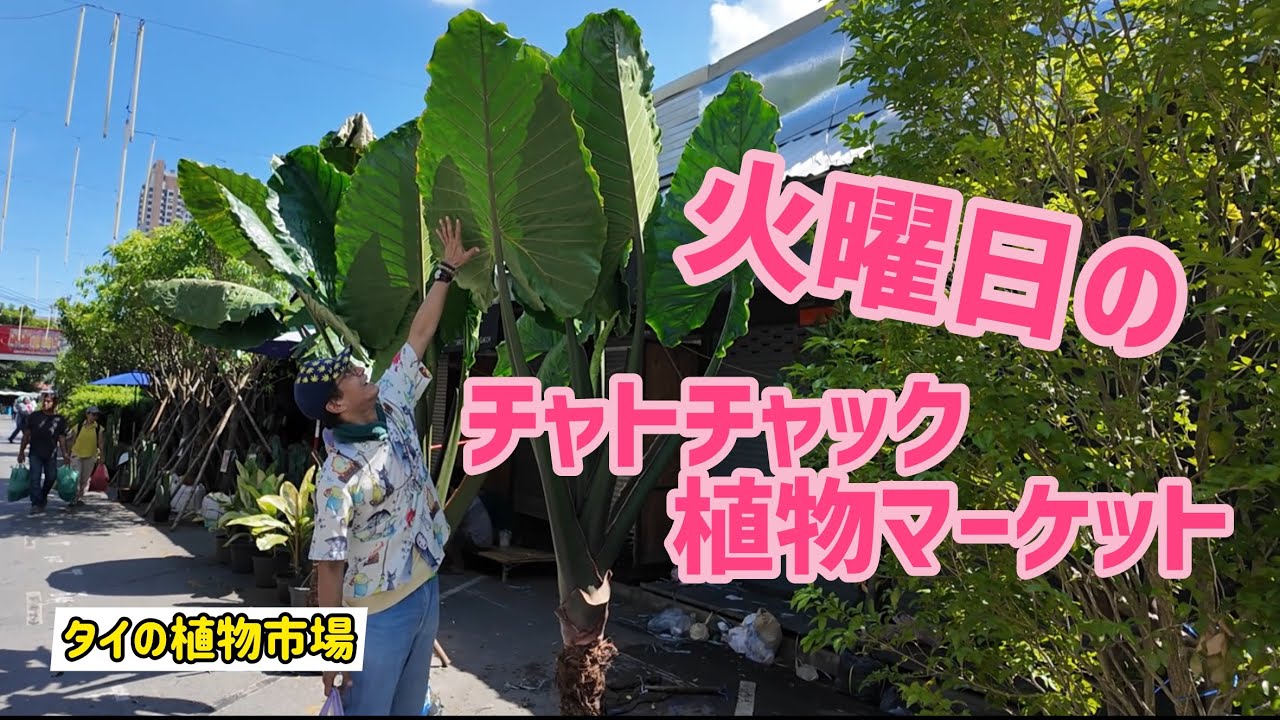 【タイの植物市場】 ”火曜日の”チャトチャック植物マーケット！！！