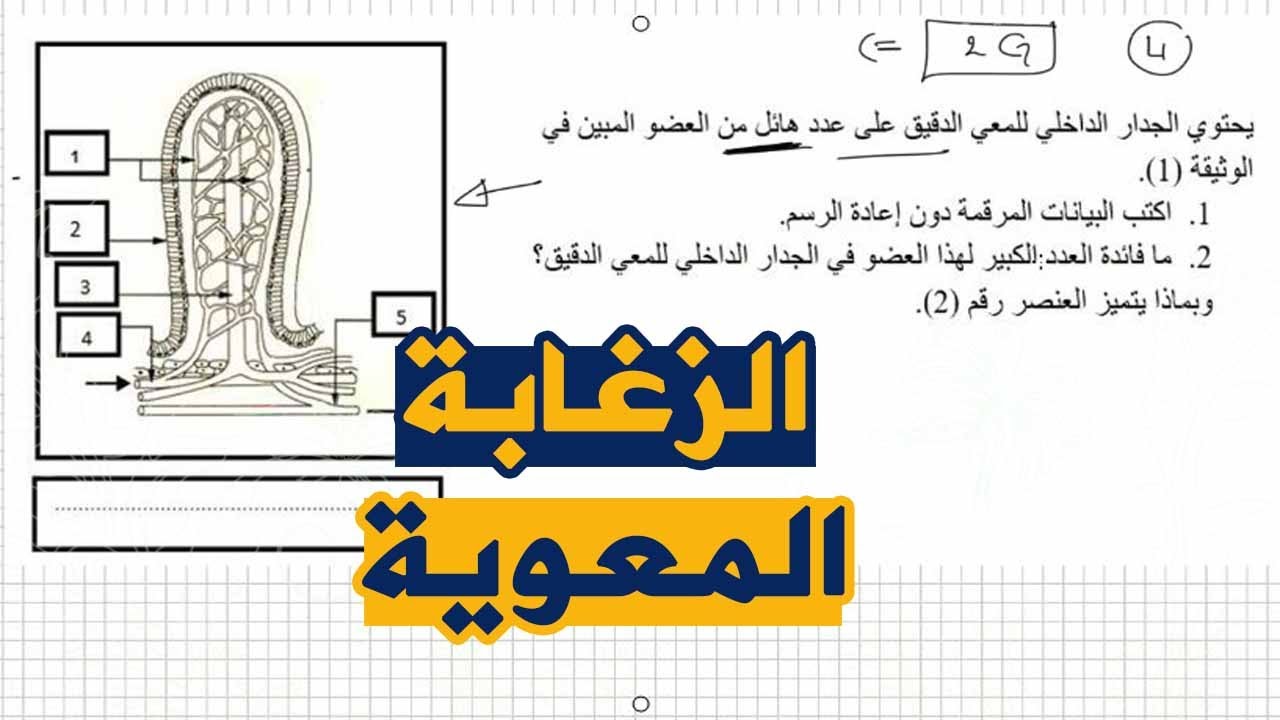 تمرين جيد على الزغابة المعوية علوم طبيعية للسنة الرابعة متوسط الجيل الثاني