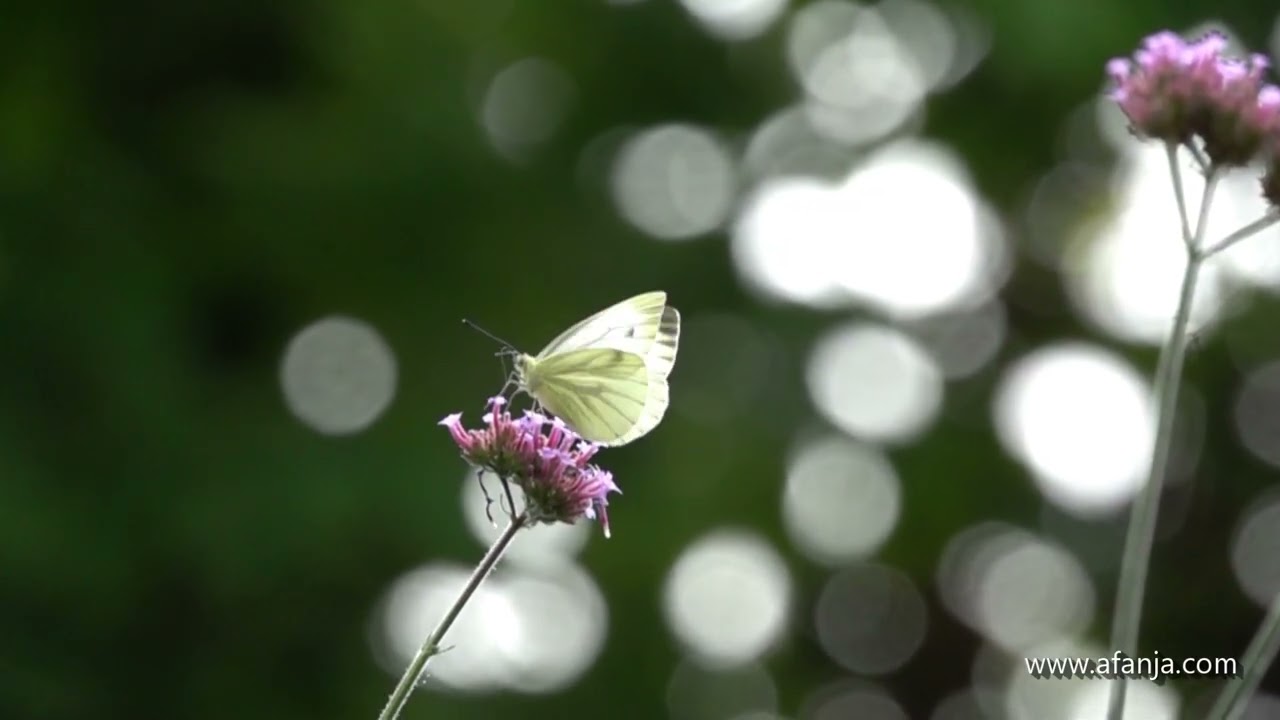 Vlinders en andere insecten in slow motion - 5
