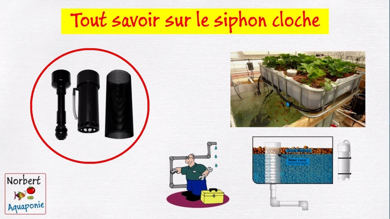 👨‍⚕️ Tout savoir sur le siphon cloche