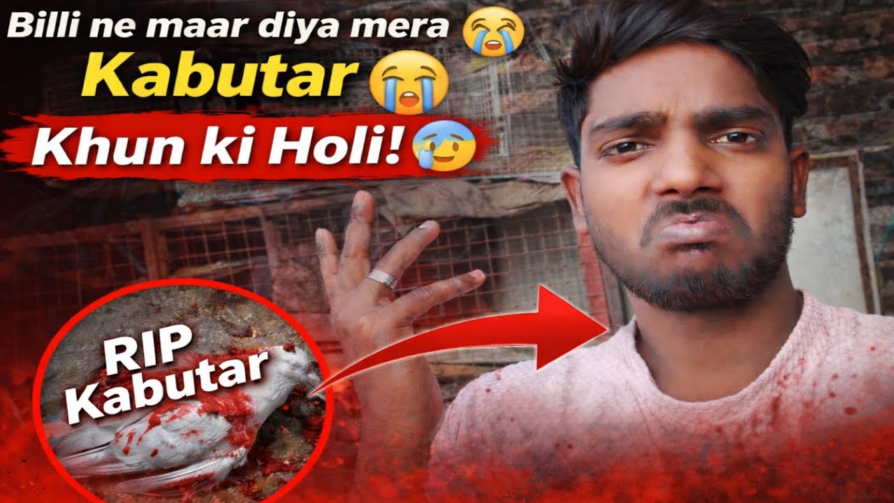 Aaj bahut bura din tha 😔Billi ne loft me ghus kar mera kabutar maar diya… pura scene dekh kar dil 💔💔