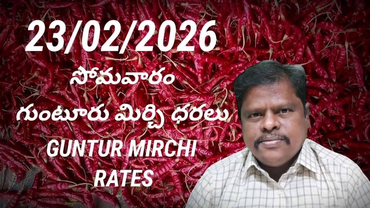 23 February 2026 GUNTUR MIRCHI MARKET RATES గుంటూరు మిర్చి మార్కెట్ ధరలు 