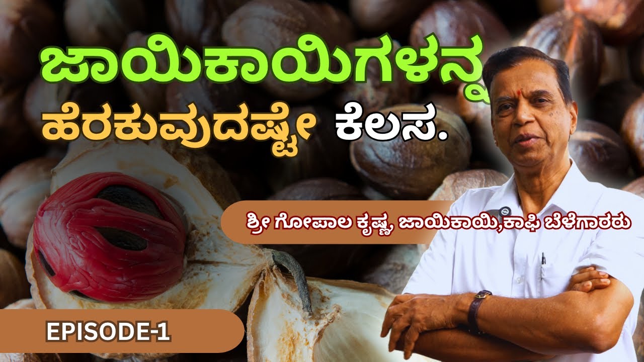 ಮನೆ ಬಾಗಲಿಗೆ ಬಂದು ಕೊಂಡು ಹೋಗ್ತಾರೆ, ಮಾರ್ಕೆಟ್ಗೆ ಹೋಗೊದು ಯಾಕೆ..? ವಯಸ್ಸಾದಷ್ಟು ಇಳುವರಿ ಜಾಸ್ತಿ.