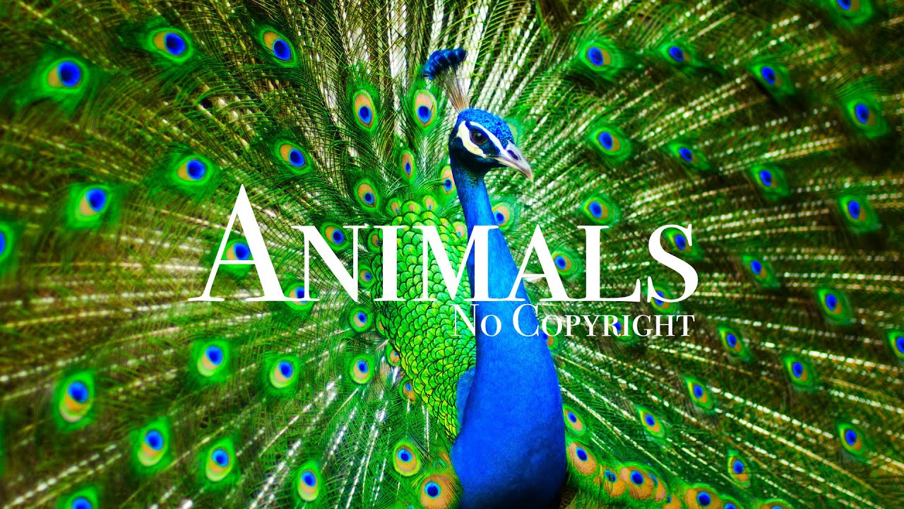 Animals Stock Footage | No Copyright Wildlife Shots | Royalty free animals | free stock videos
