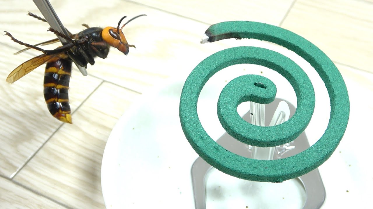 オオスズメバチを蚊取り線香に近づけると・・・