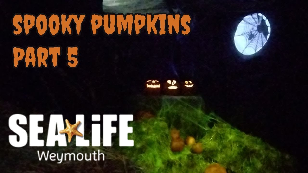 Spooky Pumpkins Part 5 Ascarium: Trick or Treat 2023 at Sealife Weymouth
