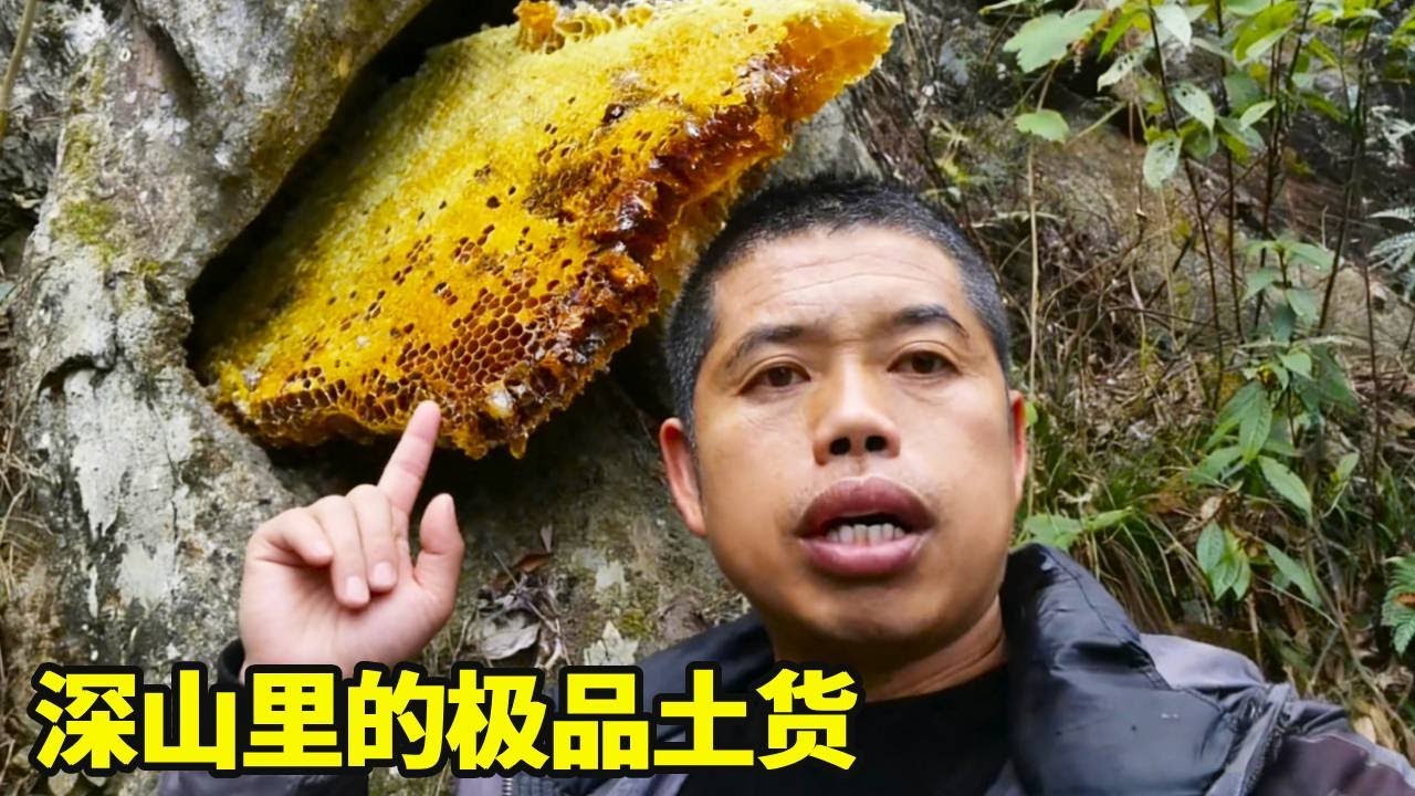 老罗在深山找到极品土货，一窝精品老冬蜜糖，顺便还采到很多的野生香菇！！【侗家老罗】