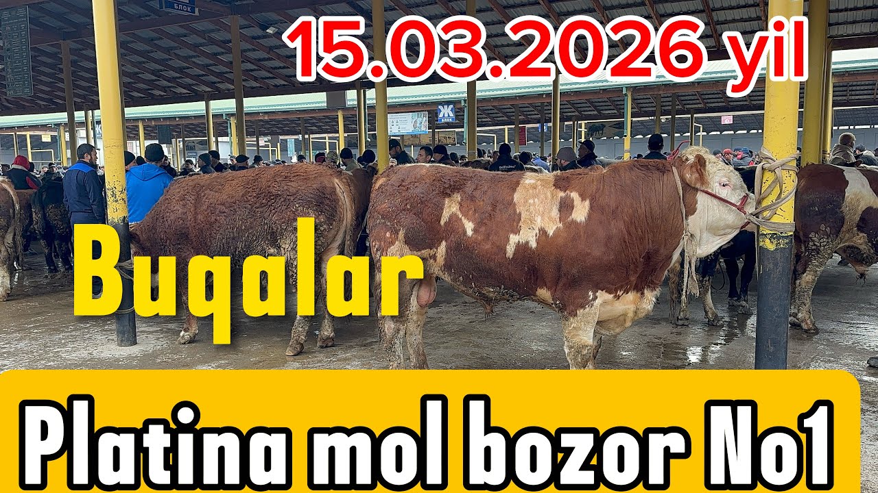 TOSHKENT VIL, BUSTONLIQ TUMANI  PLATINA CHORVA BOZOR BUQALAR NARXLARI 