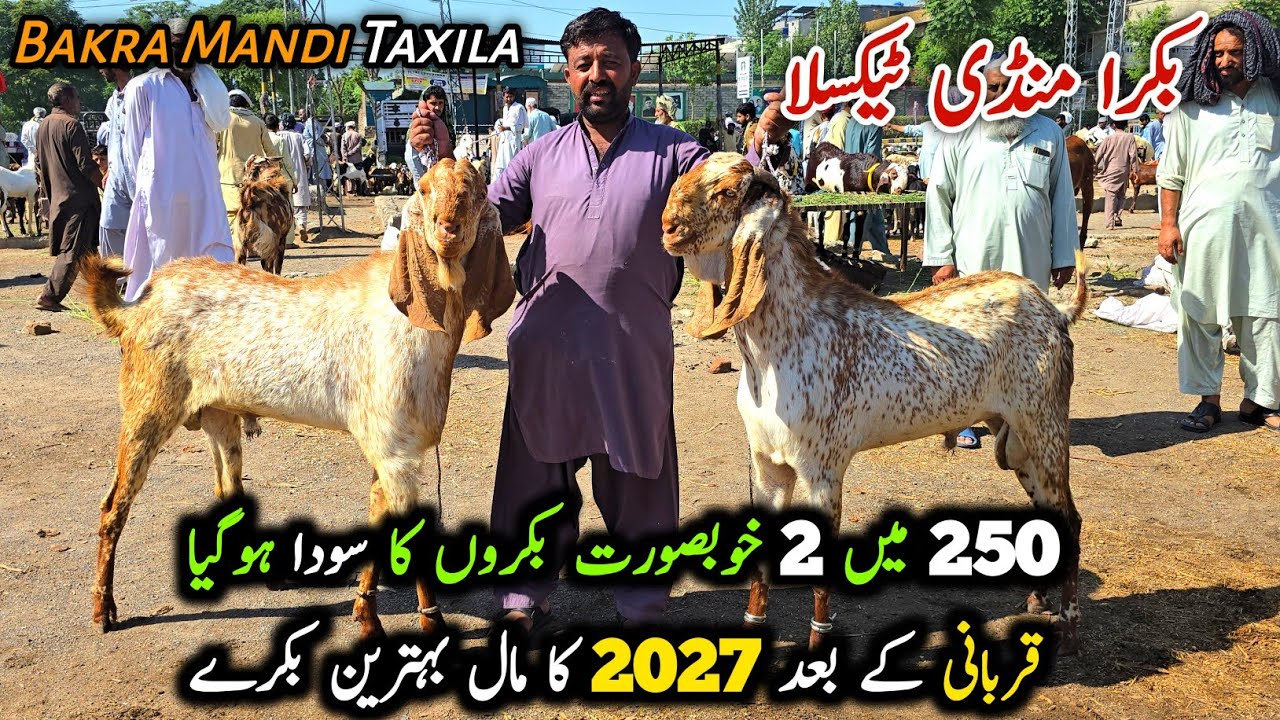 Bakra Mandi Taxila Friday Latest Update 5 June 2026 | Bakra Eid 2027 K Bakry 