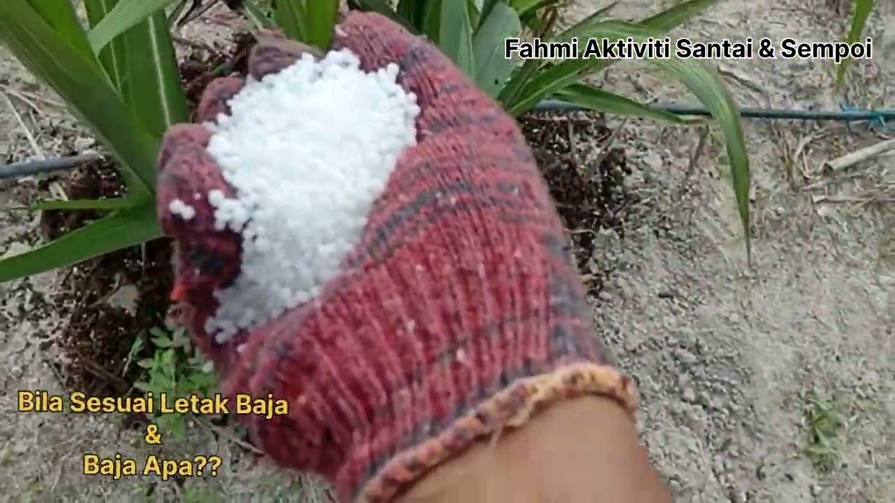 baja urea baik untuk pertumbuhan tebu dengan cepat