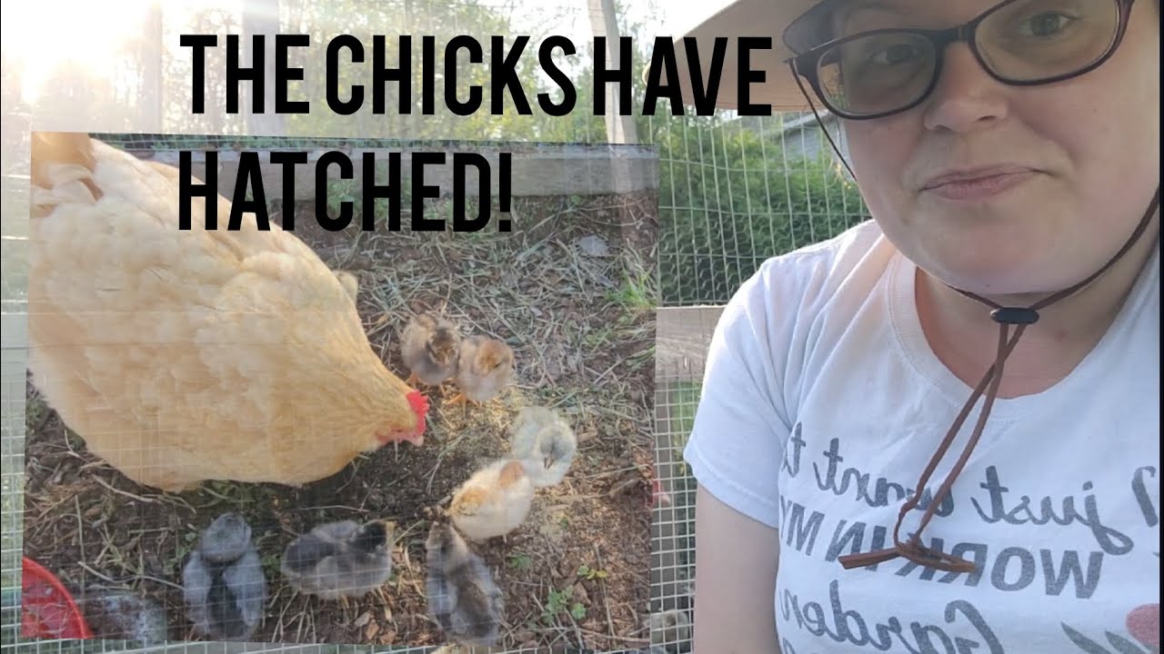 The EASY Way to Raise Chicks! 》Raising Chicks with a Mother Hen