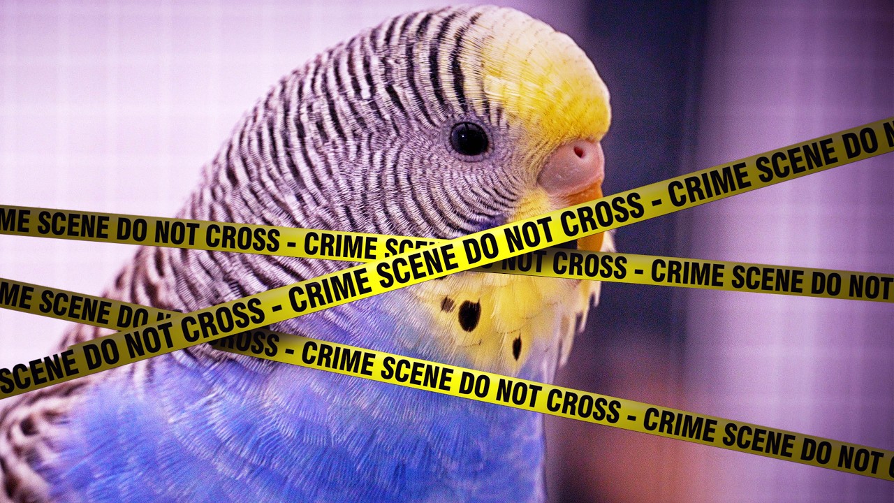 Solving the Mystery of the Seed Thief in the Budgie Aviary