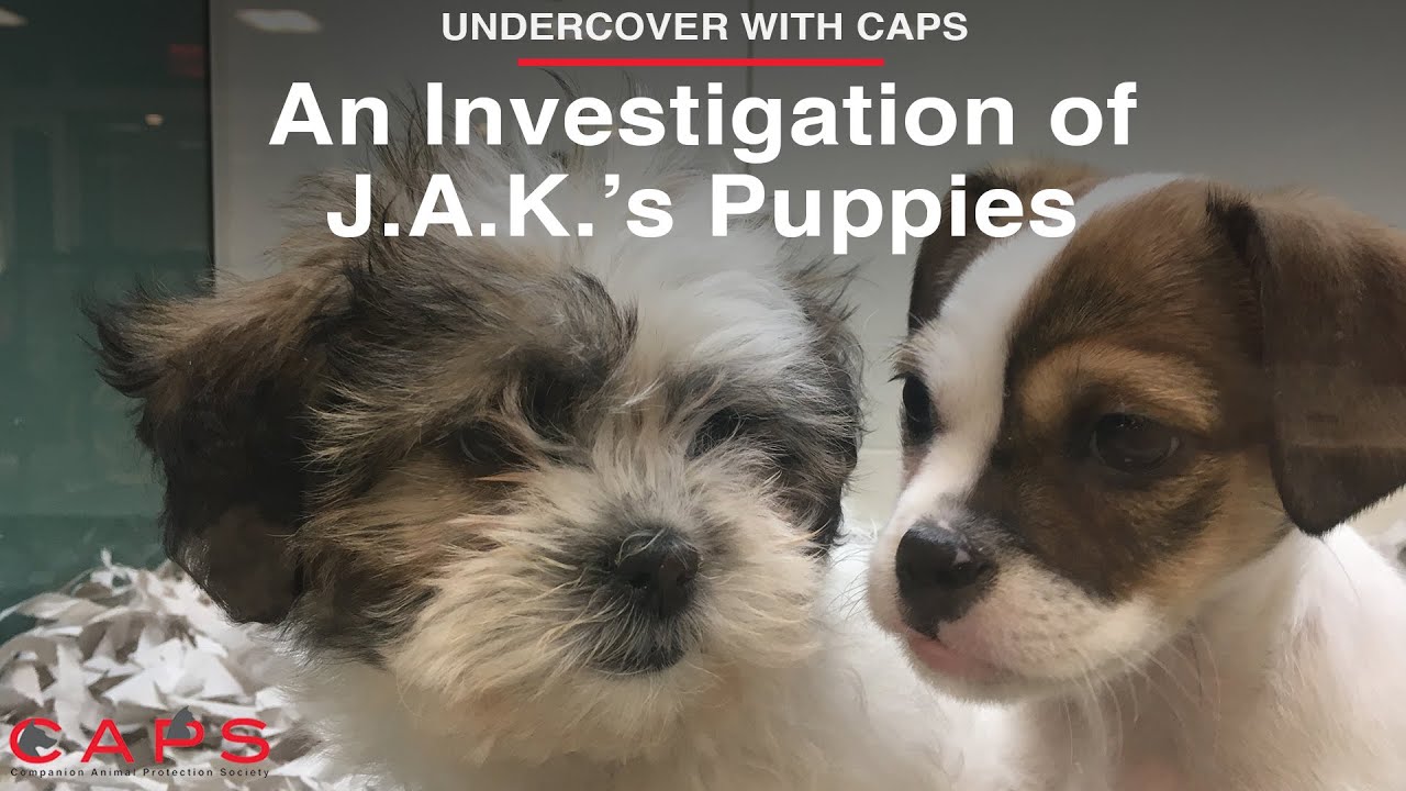 Undercover with CAPS: An Investigation of J.A.K.'s Puppies