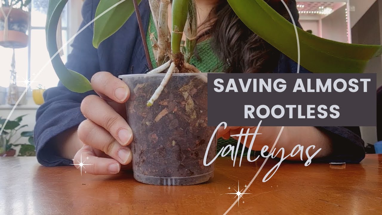 CAN A ROOTLESS CATTLEYA BE SAVED? | Potting 3 cattleyas hybrids in one go!