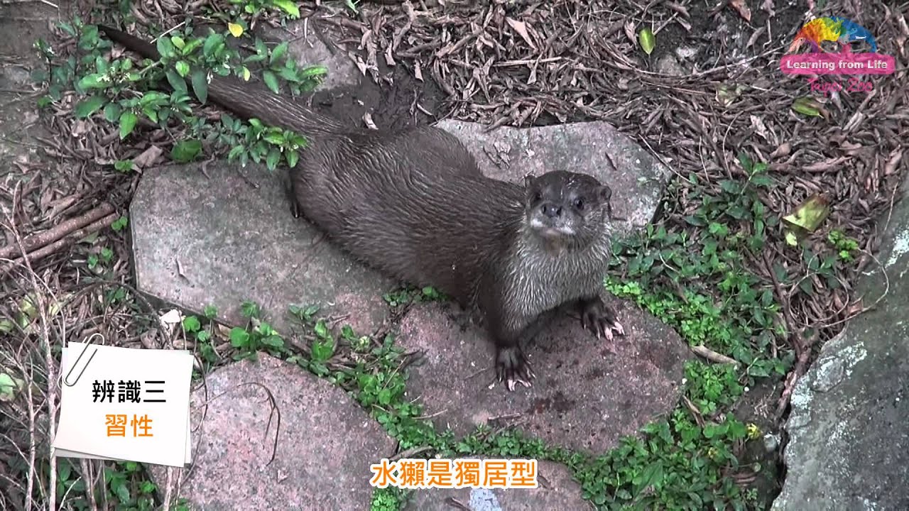 水獺河狸傻傻分不清？動物園分享辨識秘訣 What's Difference Between Otters & Beavers?