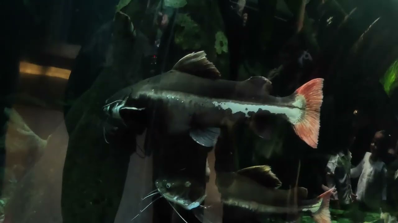 California Academy of Science. Beautiful Butterflies and Aquarium 
