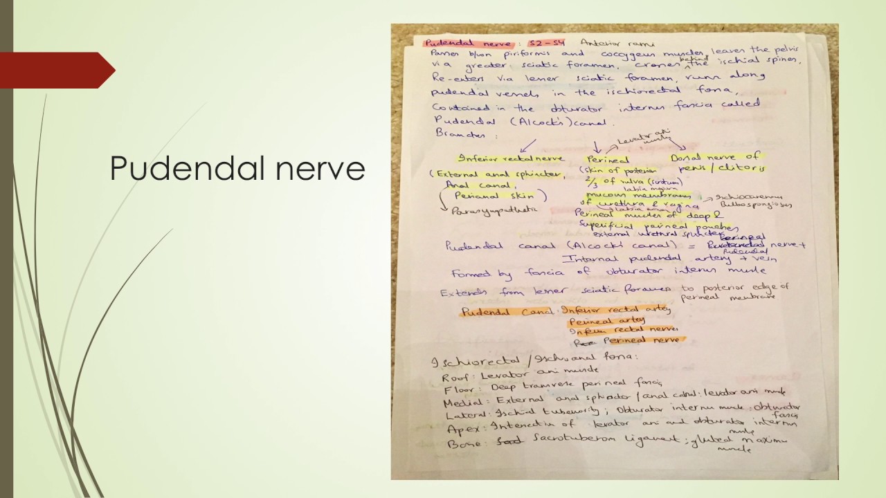 Anatomy revision for MRCOG Part 1