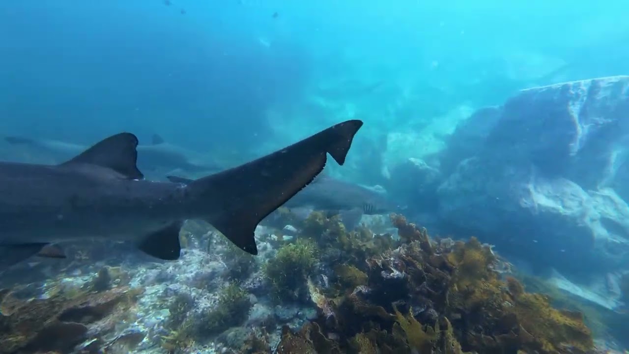 Bushrangers Bay, 7.01