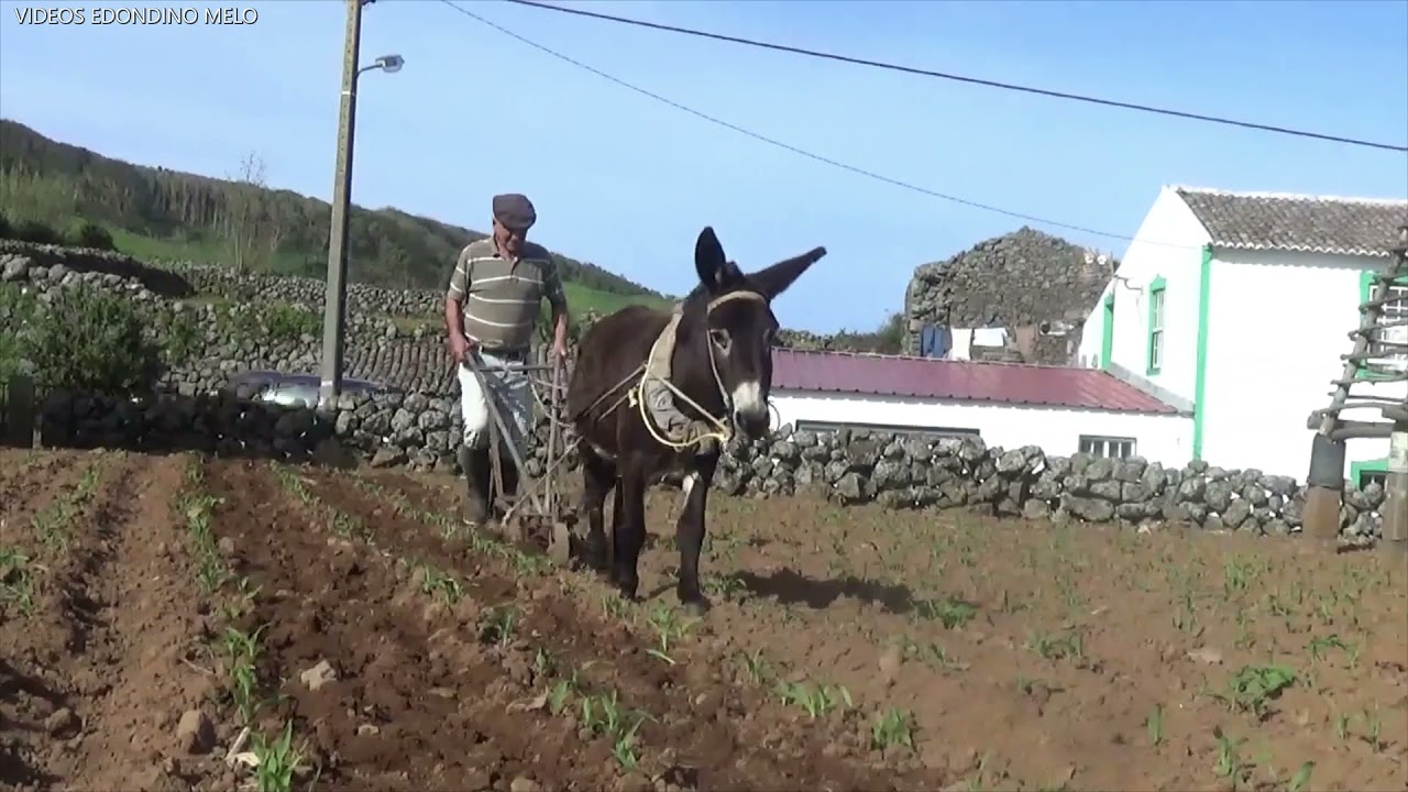 PASSAR SACHADOR NO MILHO EDUARDO VEIGA 2021\4\18