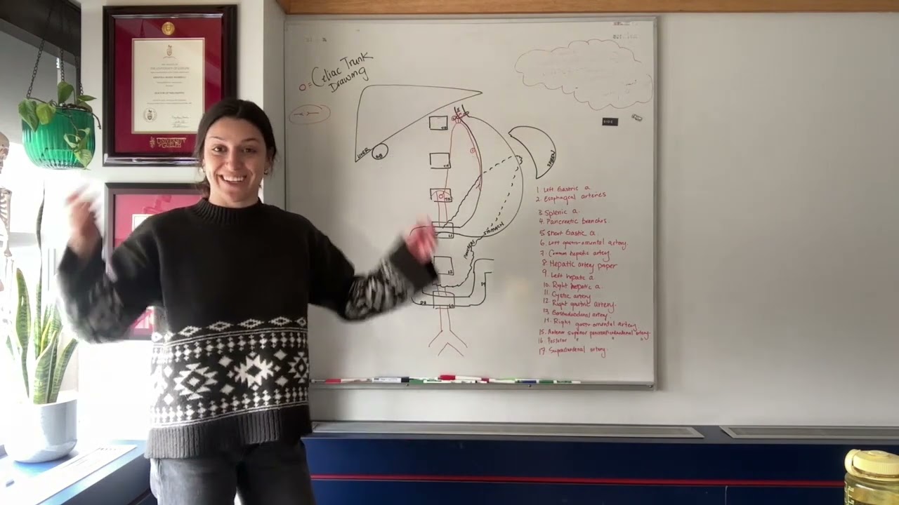 Celiac Trunk Drawing