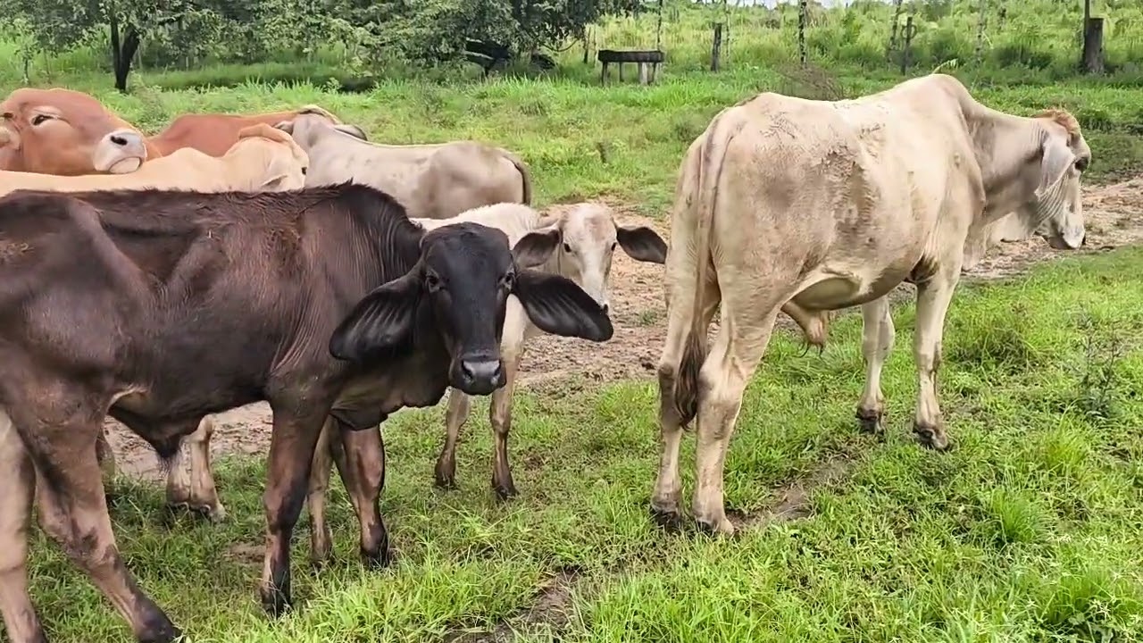 Así es como trabajamos con los toretes mis amigos 
