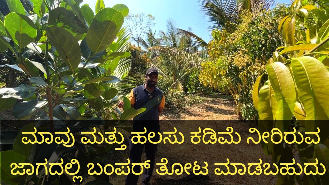 ನನ್ನ ಮಾವಿನ ತೋಟದಲ್ಲಿ ಹಲಸಿನ ಗಿಡವನ್ನು ಬೆಳೆಸುತ್ತಿದ್ದೇನೆ ಕಾರಣ ಹಲಸು ಭವಿಷ್ಯದ ಬೆಳೆ