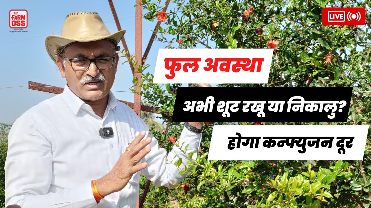 अनार फुल अवस्था - अभी शूट रखू या निकालु? @BTGore  Whatershoot & Shoots Management in Pomegranate