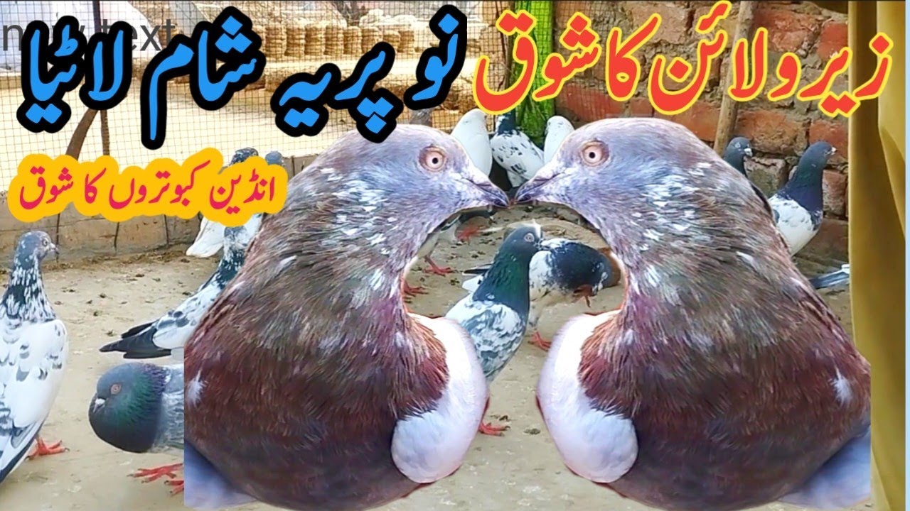 Border wale kabootar || Boder line per indain kabooter pakram pakrai || amjad ali official