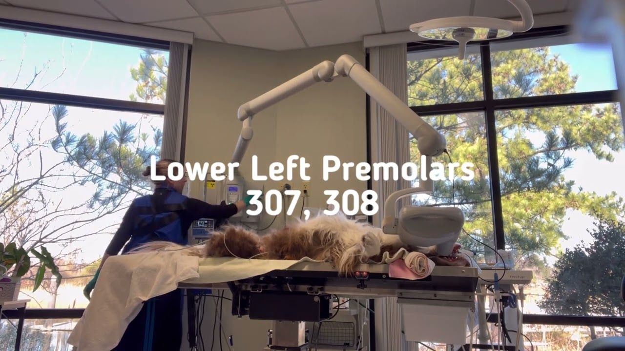 Penn Foster Externship 2 Skill #14 Dental Radiographs