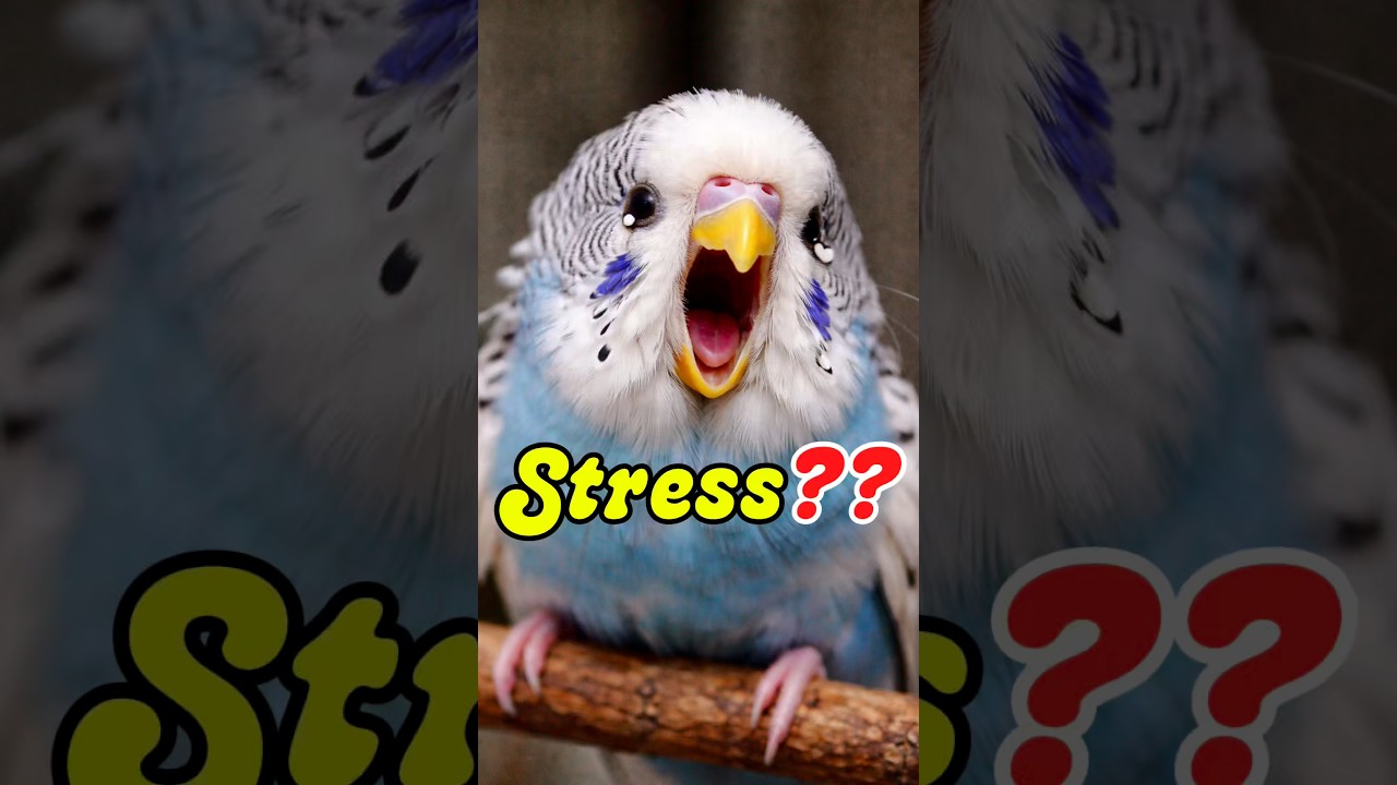 Stress?? 😥 #birds #parrot #budgies #birdlovers #smallbird