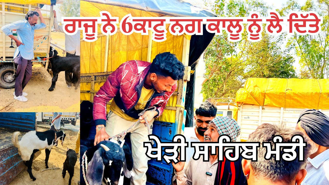 ਰਾਜੂ ਕਹਿੰਦਾ ਮੀਆ ਲਕਸ਼ਮੀ ਆਈ ਹੋਈ ਆ ਰਾਜੂ ਨੇ 6 ਕਾਟੂ ਨਗ ਕਾਲੂ ਨੂੰ ਲੈ ਦਿੱਤੇ#bakramandi #naveedkhangoatfarm 