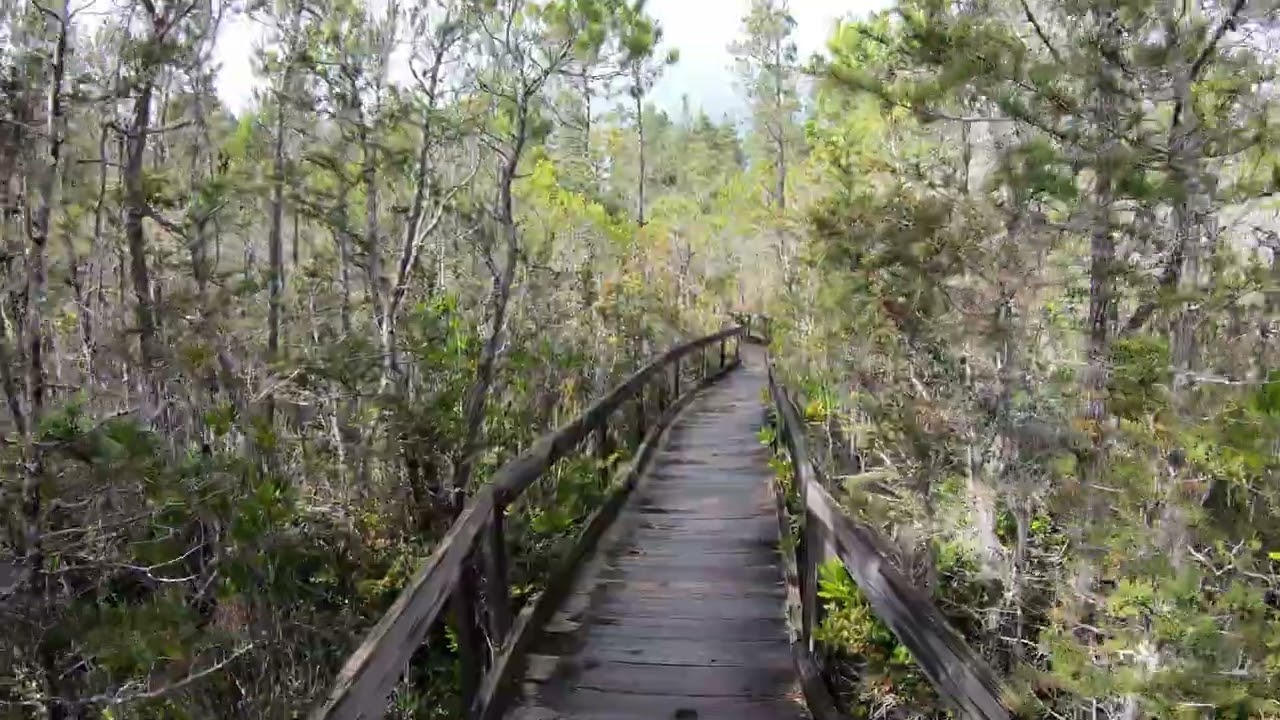 Pygmy Forest