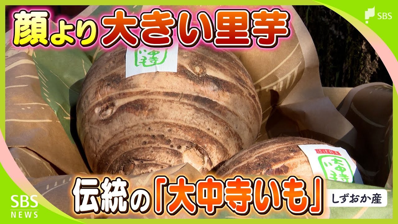 名前は沼津の御用邸がきっかけ? 顔より大きい里芋「大中寺いも」【しずおか産】