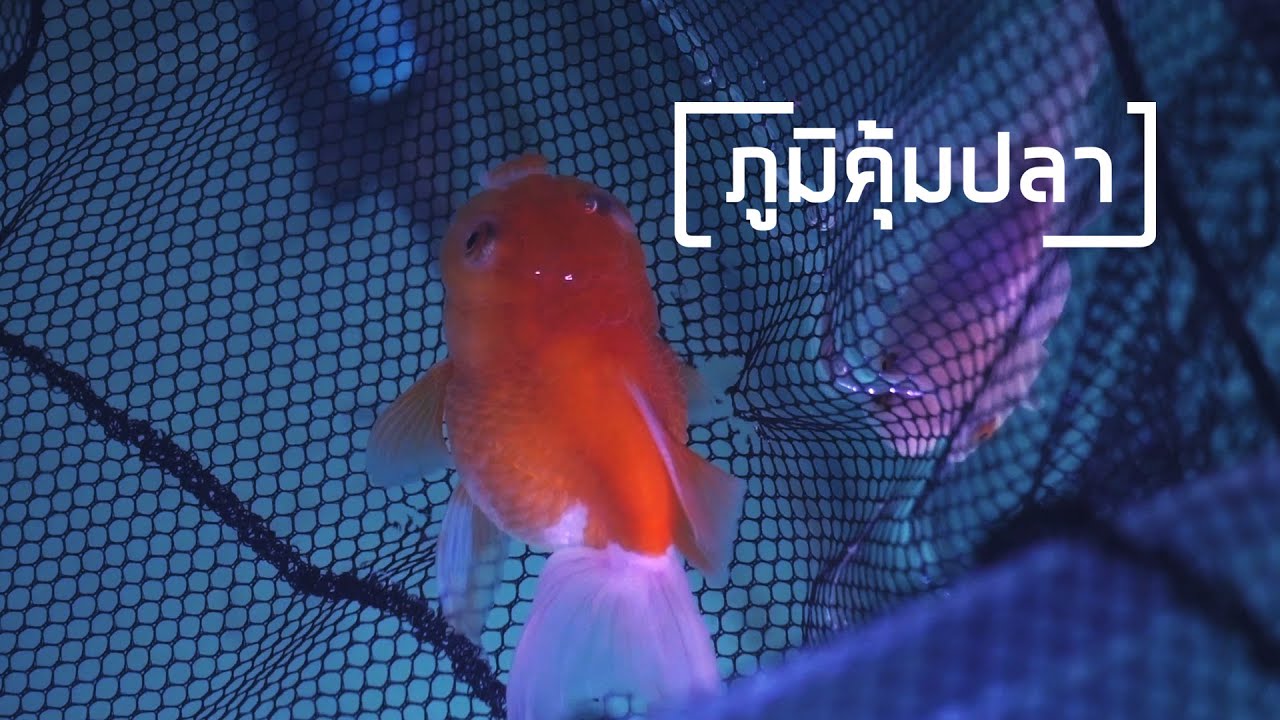 ปลาทองป่วย ตัวบวม ตาโปน เกล็ดพอง เข้าใจก่อนรักษา