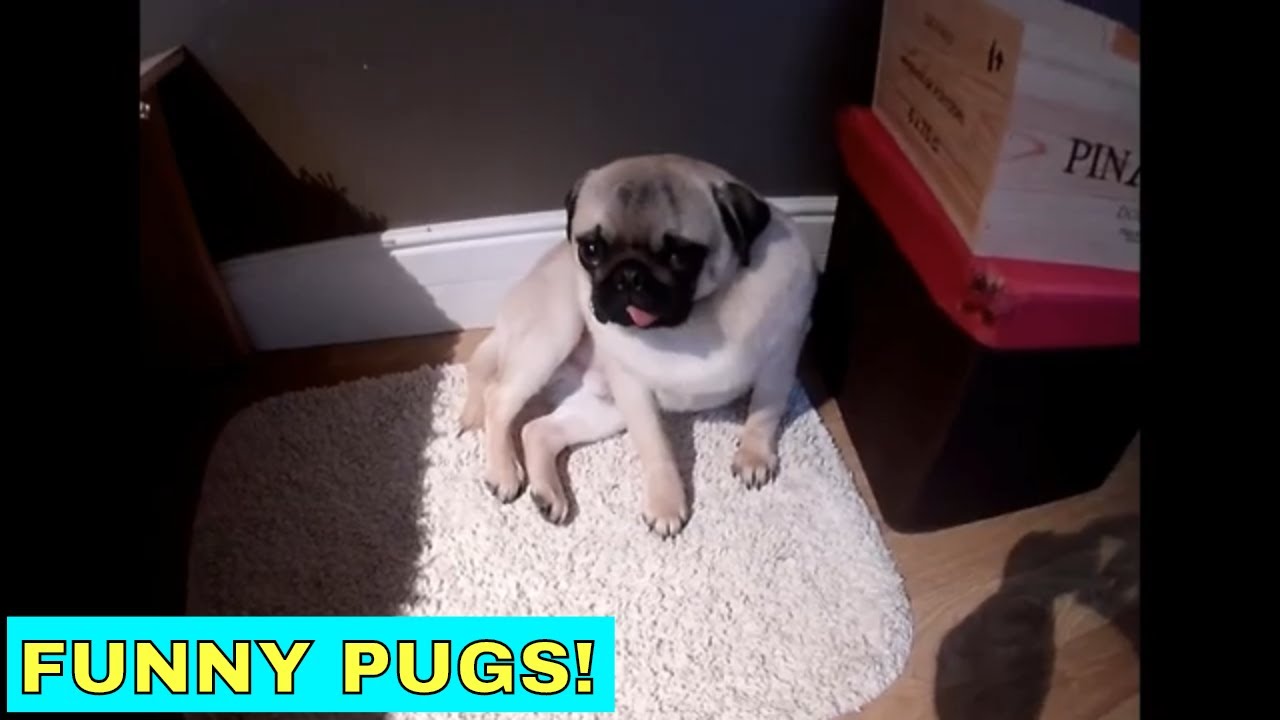 Cute and funny pug videos