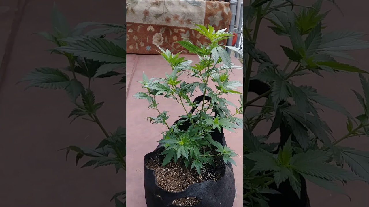 Mendo purp going crazy! Loving this plant!