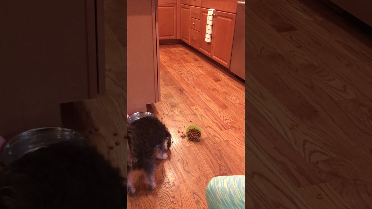 I LOVE to knock my food over all the time!😜