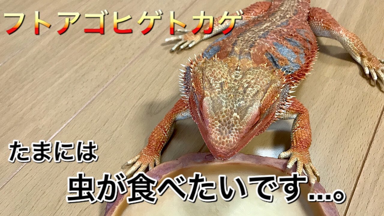 フトアゴヒゲトカゲ　虫が食べたいトカゲにアレをあげてみた