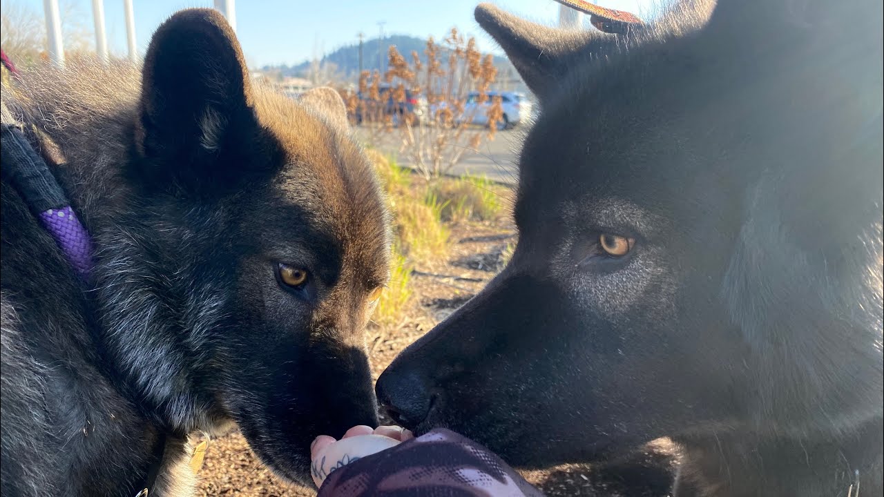How to tell wolf content in a Wolfdog  (part 2)
