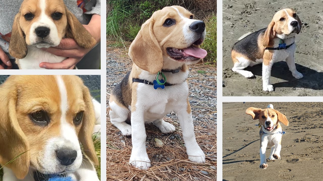 Beagle Puppy First Year Month by Month!