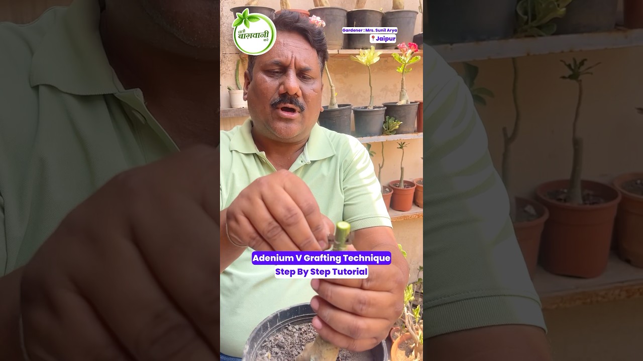 Adenium V Grafting 🌸 Step By Step Tutorial 👌🏻 #gardendesign #gardeninglovers #gardening