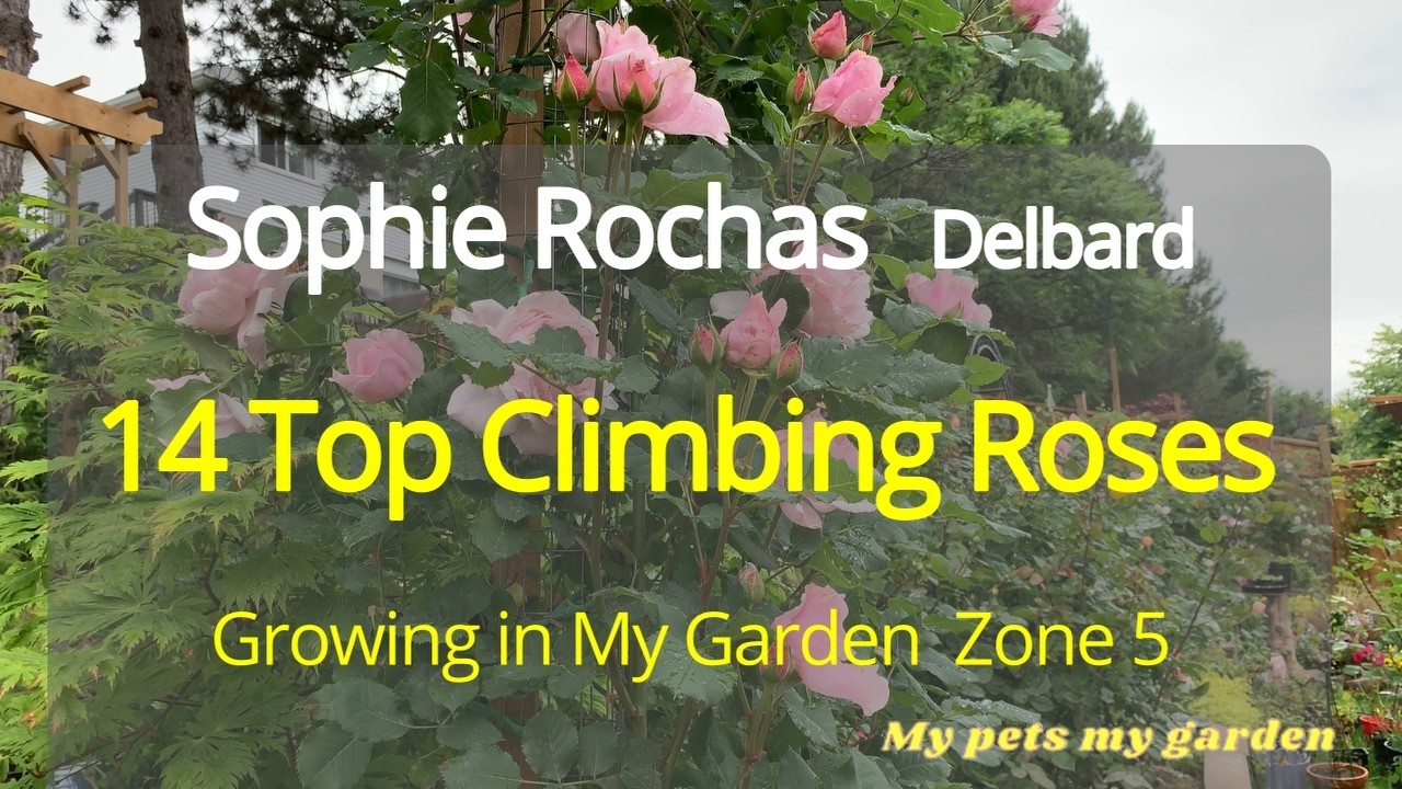 |Sophie Rochas -14（7 )Top Climbing Roses in my Garden 2024|Healing |Calm| Relaxing|My pets my garden