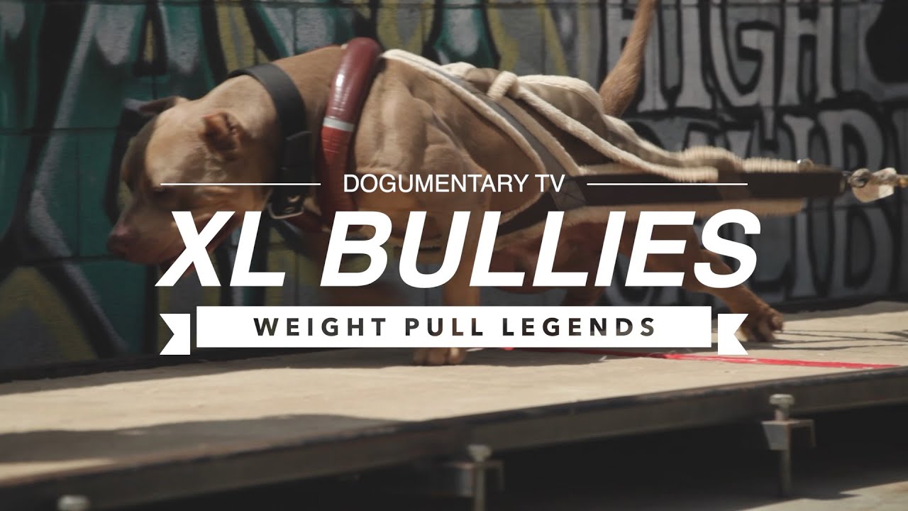 Легенды тяги XL BULLY