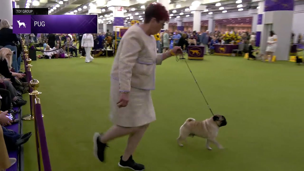 Pugs | Breed Judging 2025