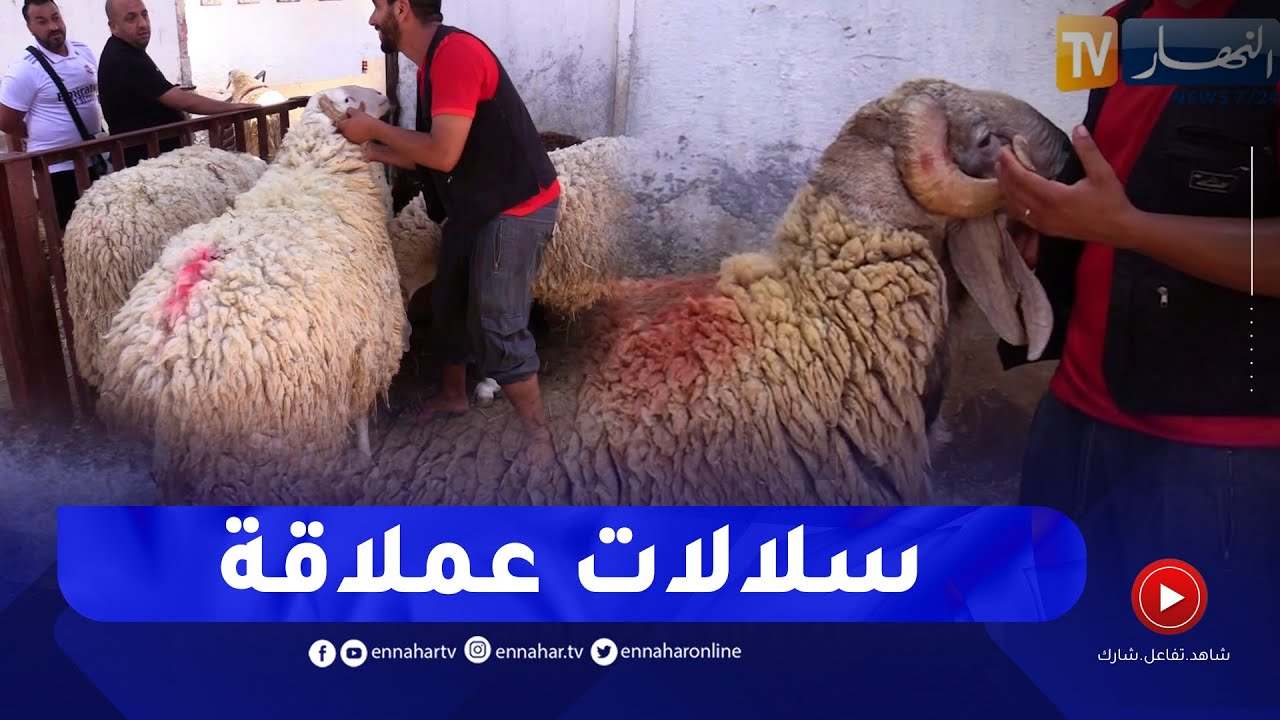 الإسطبلات الخمس بالحراش.. قبلة عشاق الكباش العملاقة
