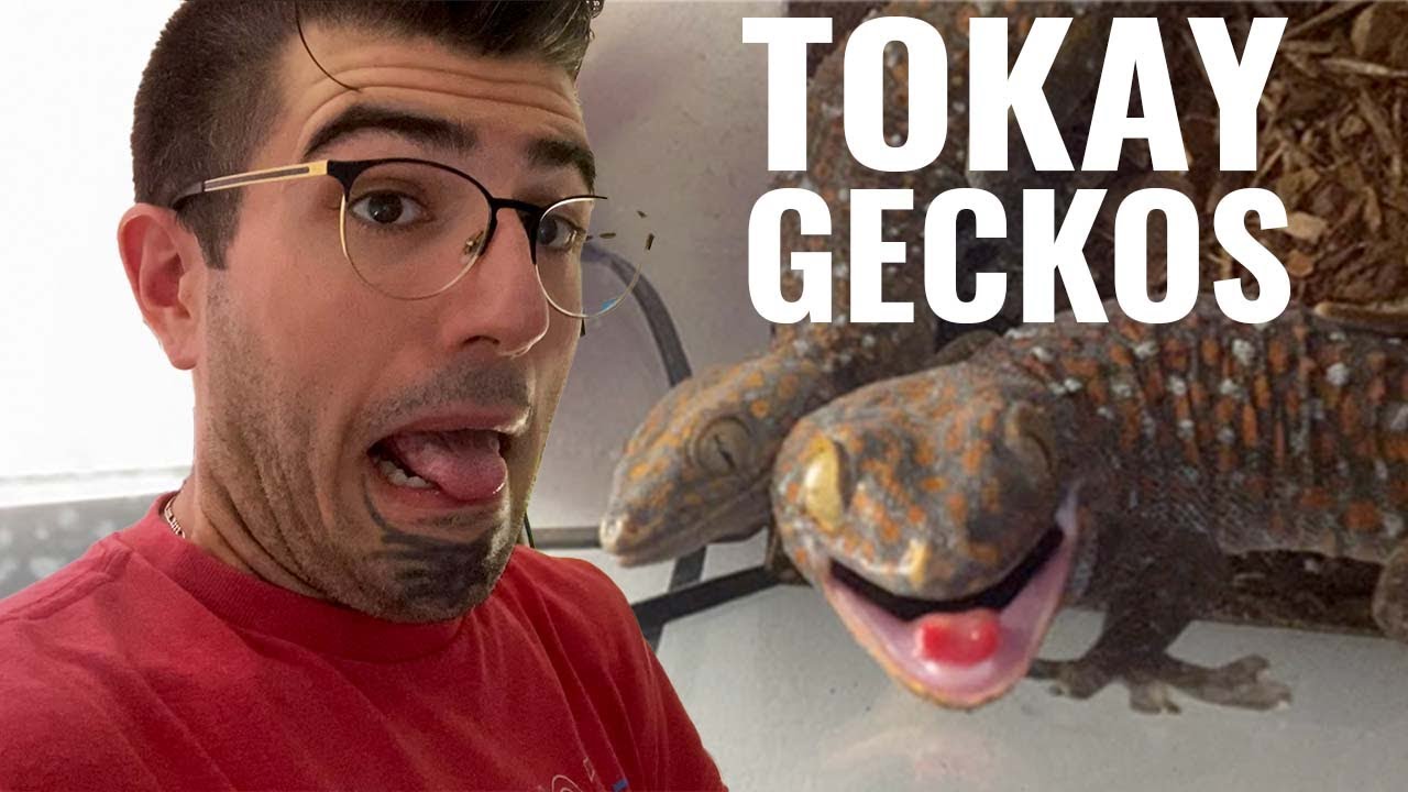 What to know about Tokay Geckos | Owning a Tokay Gecko