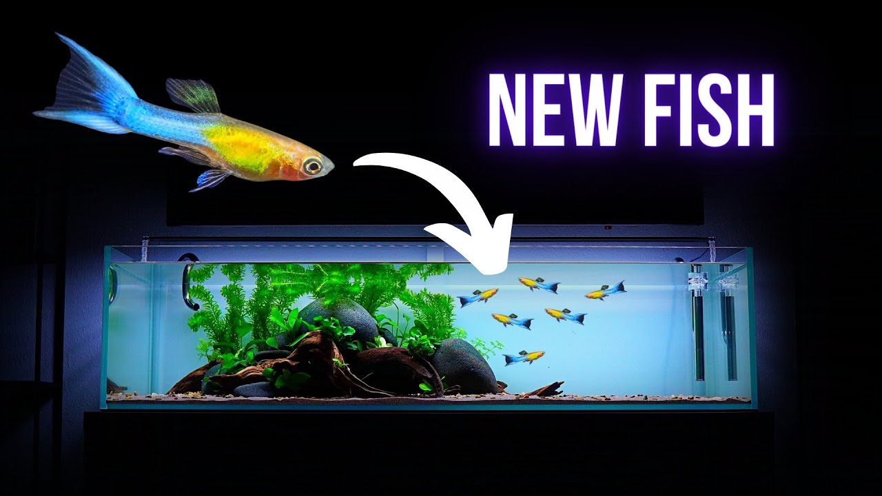 Adding COLORFUL ENDLER GUPPY to BIG SHALLOW AQUARIUM | NO SOIL NANO FISH AQUARIUM EP4