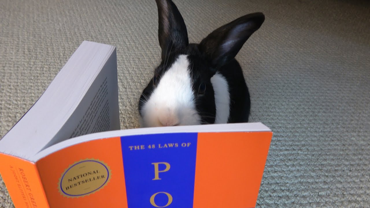 Rabbit learns the Laws of Power